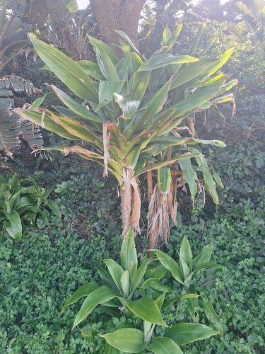 Image of Dracaena aletriformis by (c) Andreas De Beer, some rights reserved (CC BY)