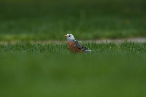 American Robin photographed in Ohio