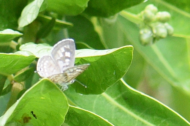 Zebra Blue