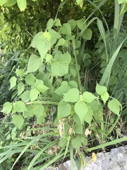 Pseudabutilon umbellatum