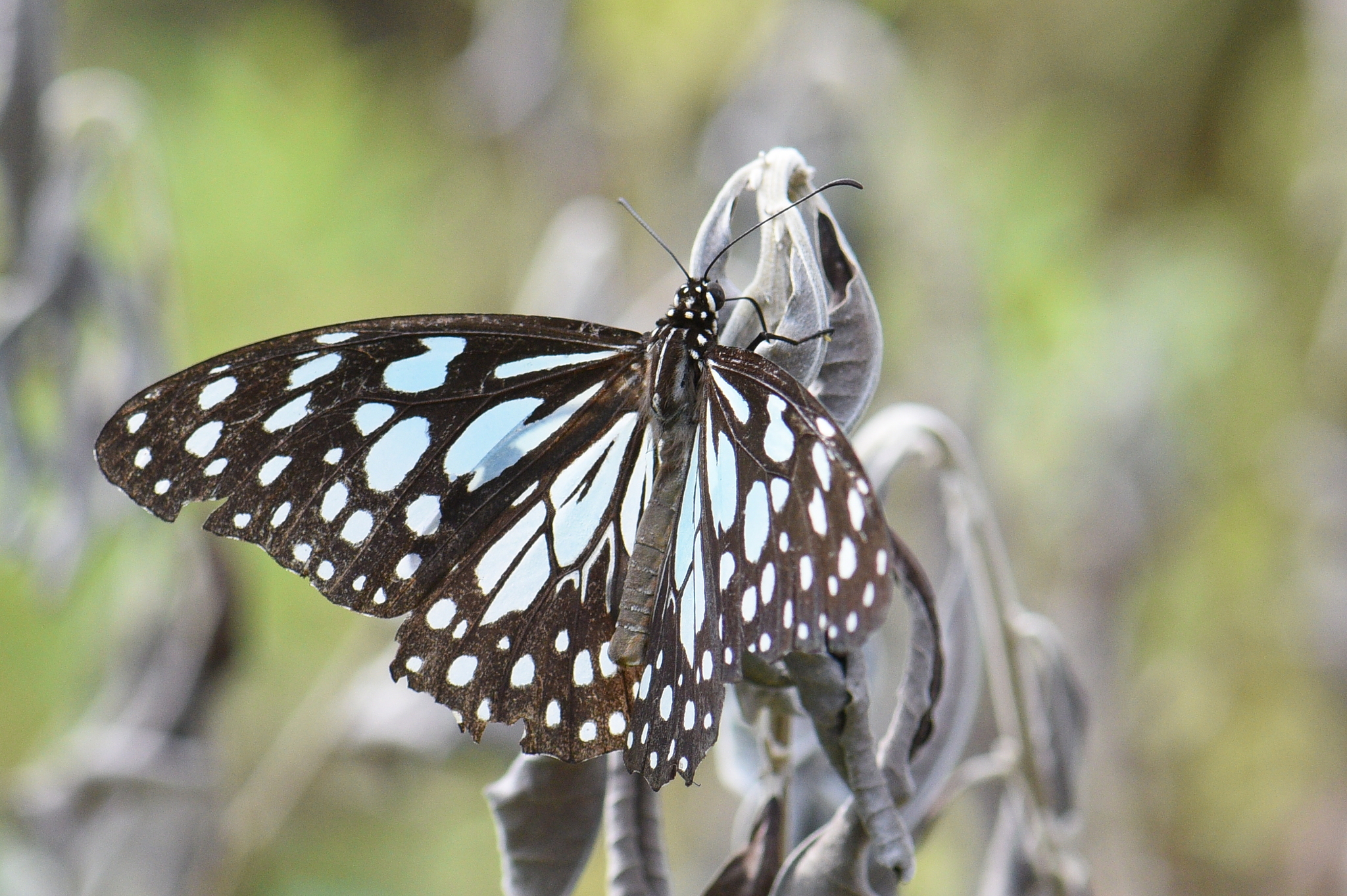 Blue Tiger