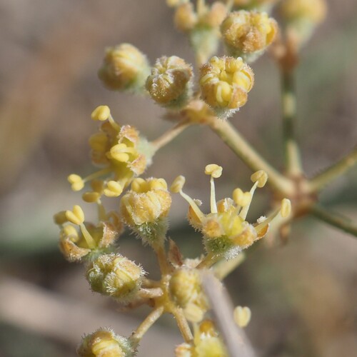 Desert Guezah (Deverra denudata)