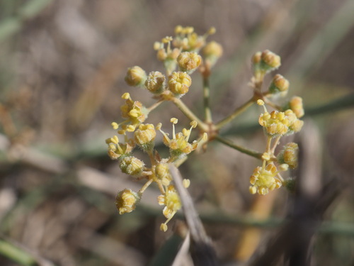 Image of Deverra denudata by (c) Hugo Innes, some rights reserved (CC BY)