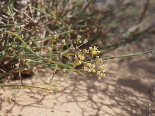 Image of Deverra denudata by (c) Hugo Innes, some rights reserved (CC BY)