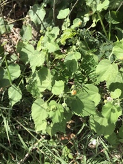 Pseudabutilon umbellatum