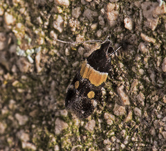 Triclonella determinatella