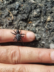 Sphodros niger