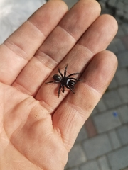 Sphodros niger