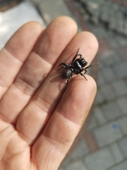 Sphodros niger