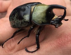 Dynastes hyllus