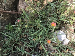 Portulaca pilosa