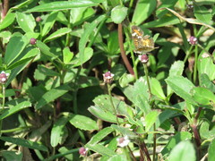 Phyciodes phaon phaon
