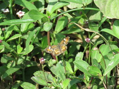 Phyciodes phaon phaon