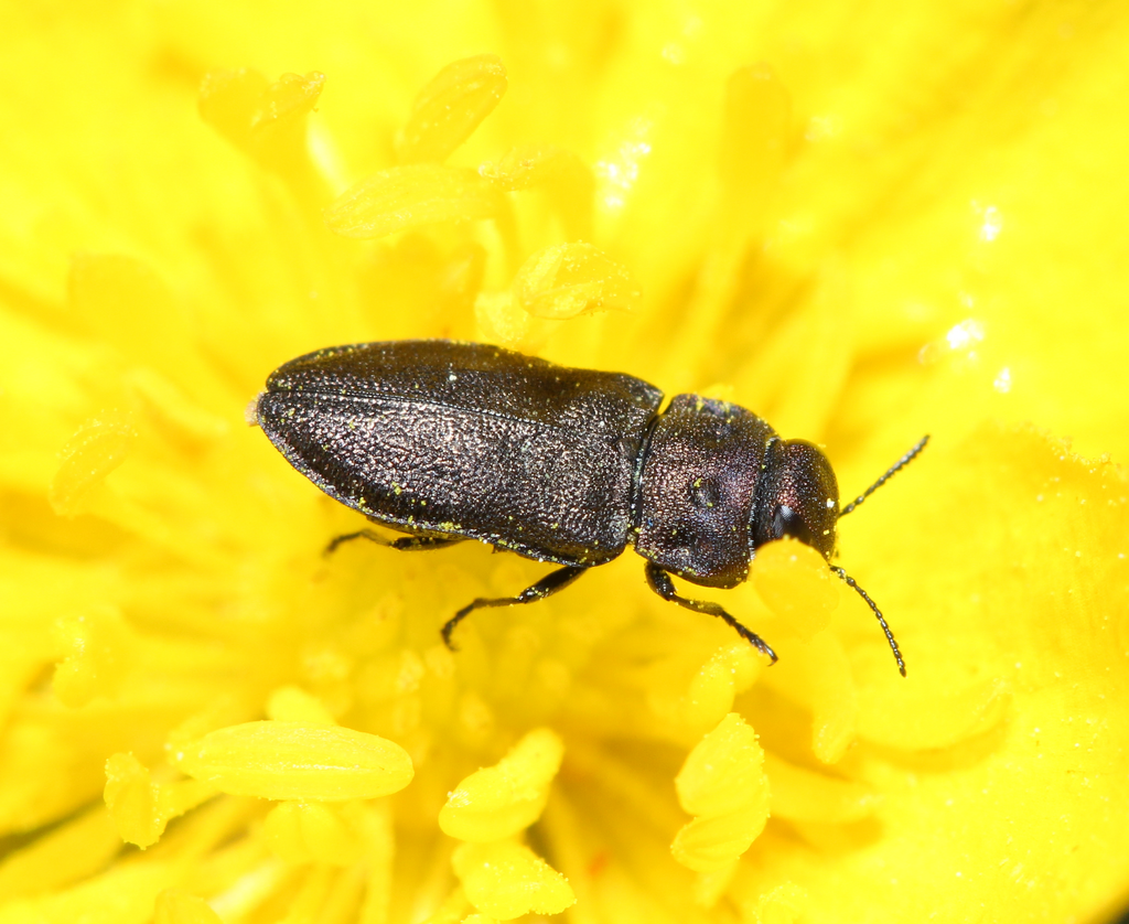 Anthaxia quadripunctata