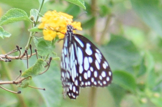 Blue Tiger