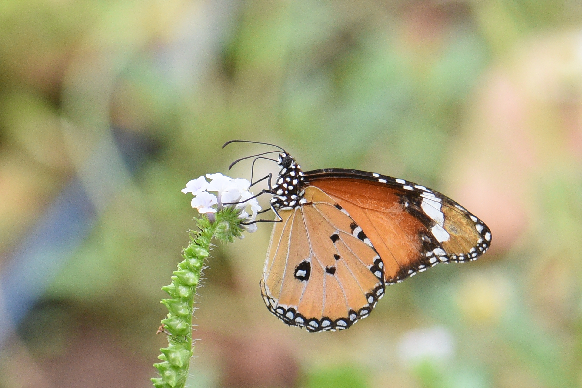 Plain Tiger