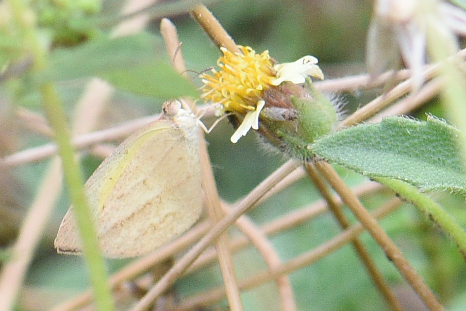 Spotless Grass Yellow