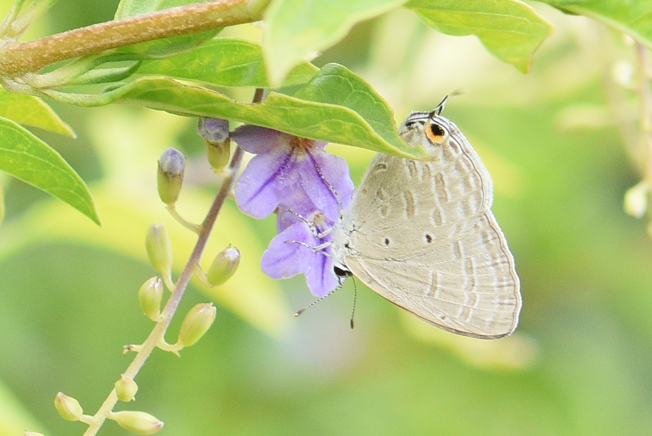 Forget-Me-Not