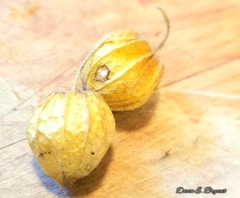 Physalis heterophylla