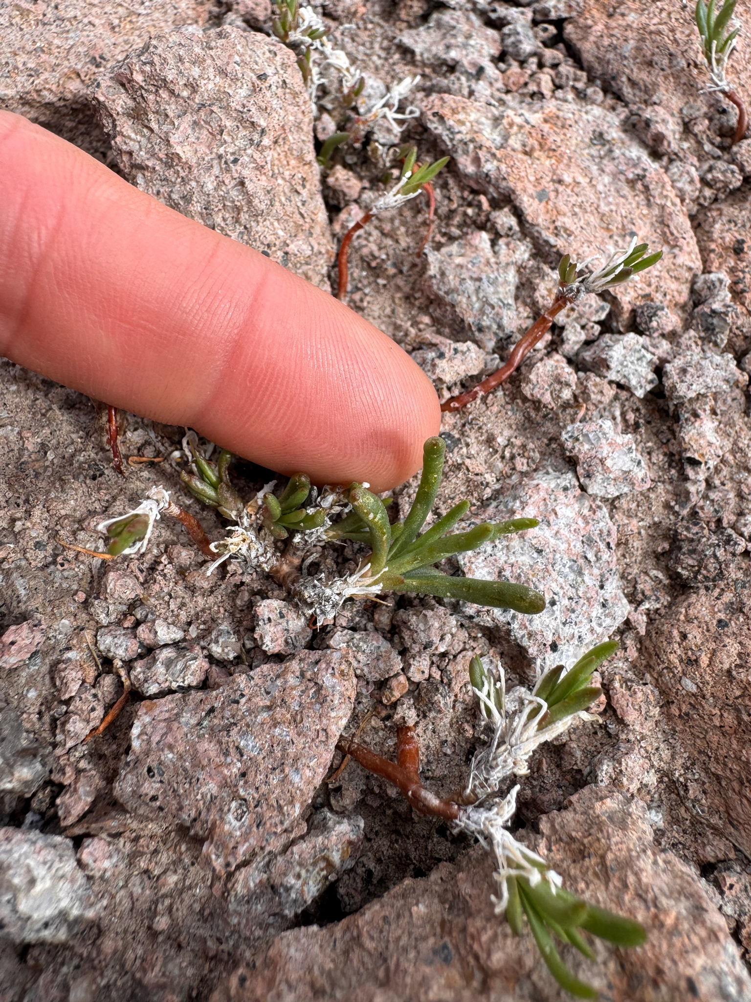 Talinum confertiflorum Hance 3