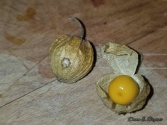 Physalis heterophylla