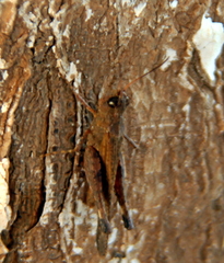 Acrididae