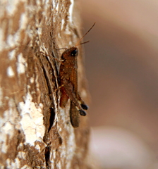 Acrididae