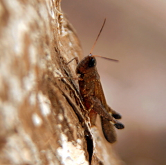 Acrididae