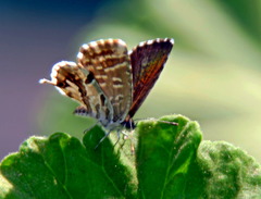 Cacyreus marshalli