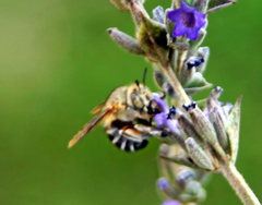 Amegilla