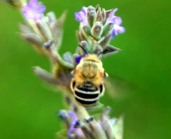 Amegilla