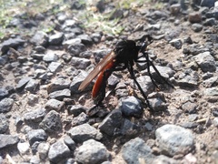 Archilestris magnificus