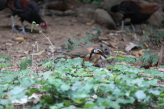 Pterorhinus pectoralis