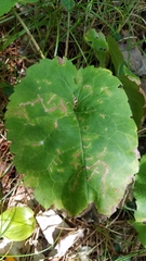 Scrobipalpula manierreorum