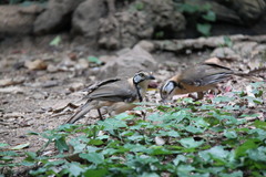 Pterorhinus pectoralis