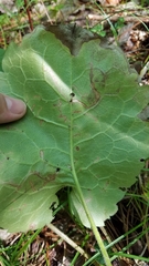 Scrobipalpula manierreorum