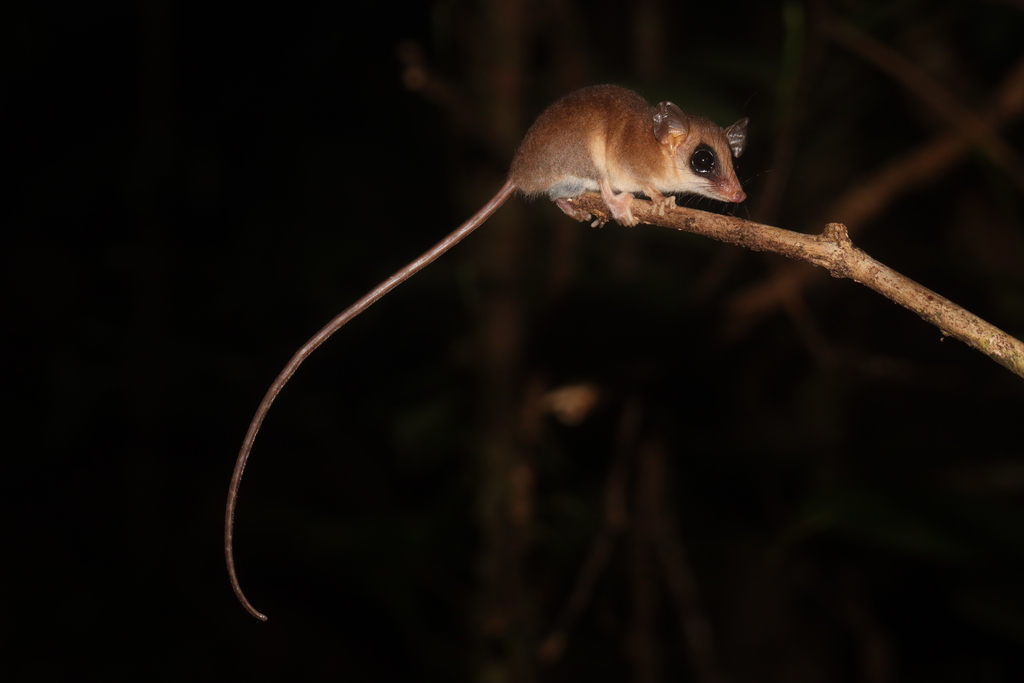 Emilia's Gracile Opossum
