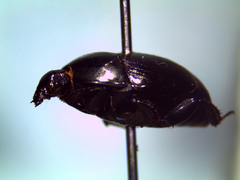 Saprininae