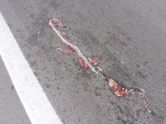 Dolichophis jugularis