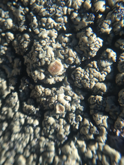 Lecanora sierrae