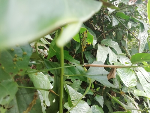 Variegated grasshopper