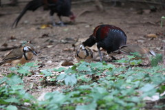 Pterorhinus pectoralis