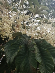 Tetrapanax papyrifer