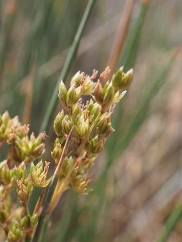 Rush (Juncus rigidus)