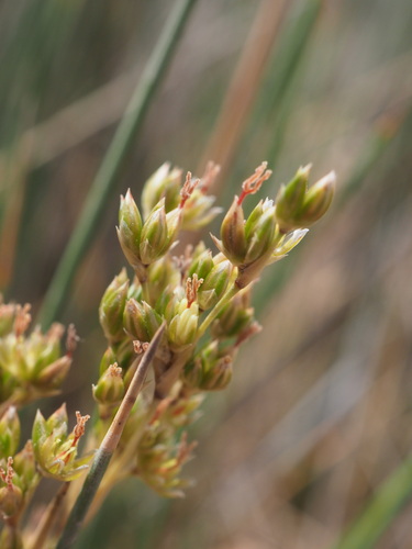 Image of Juncus rigidus by (c) Hugo Innes, some rights reserved (CC BY)