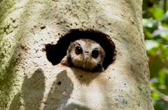 Margarobyas lawrencii