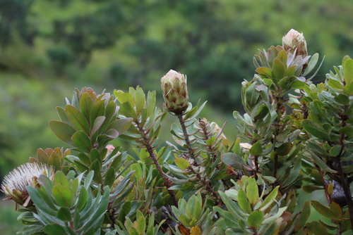 Inyanga Sugarbush (Protea asymmetrica)