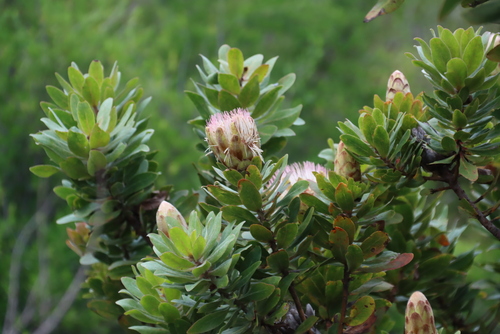Image of Protea asymmetrica by (c) Tony Rebelo, some rights reserved (CC BY-SA)