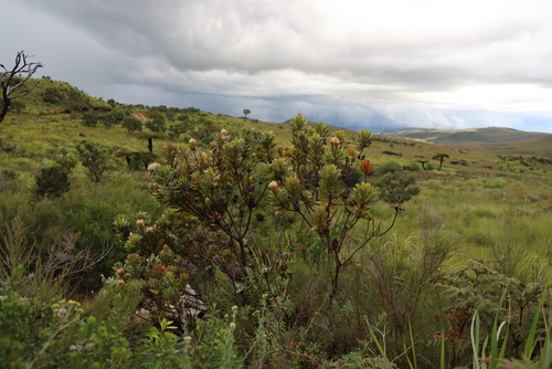 Image of Protea asymmetrica by (c) Tony Rebelo, some rights reserved (CC BY-SA)