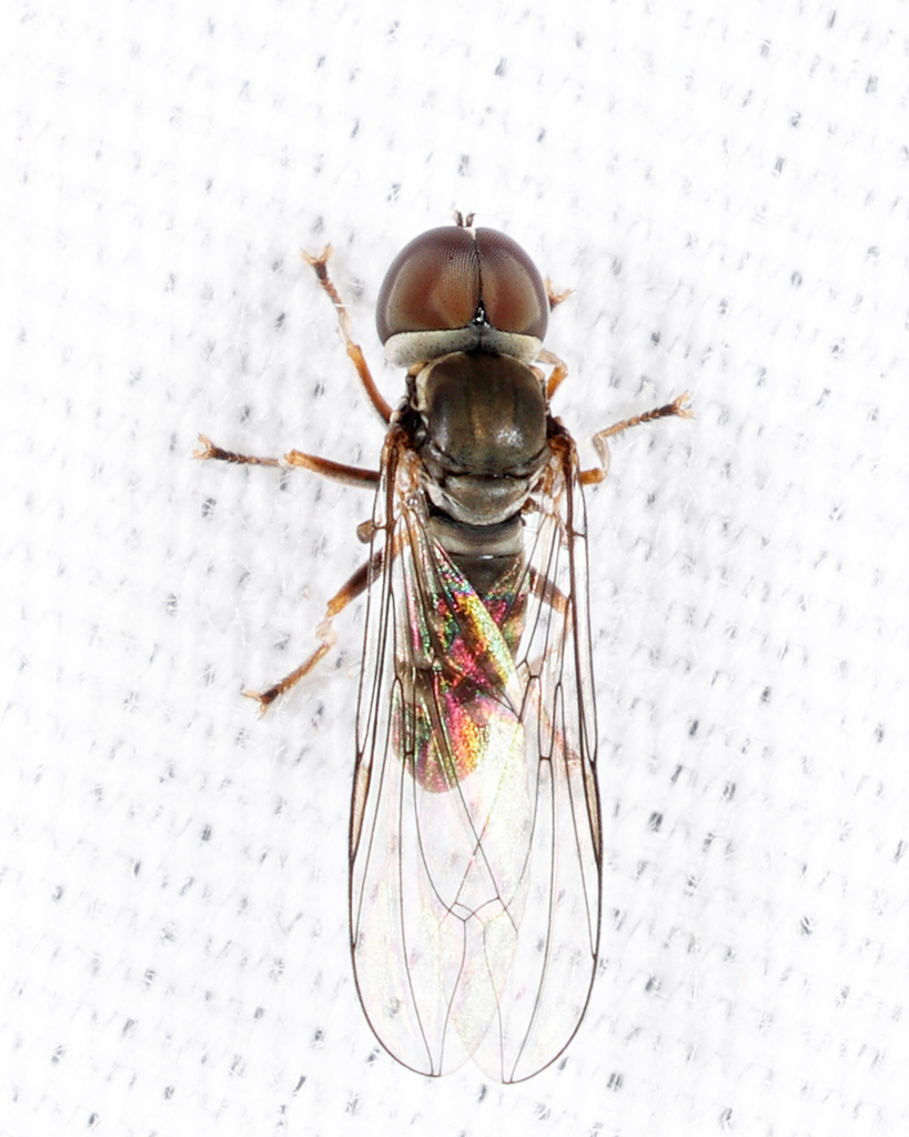 Eudorylas aequus
